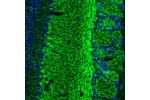 Immunofluorescence staining of mouse olfactory bulb shows labelling of both neurons and synapses.