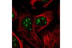 Immunofluorescent staining of human cell line U-2 OS shows localization to nucleus & nucleoli fibrillar center.