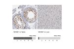 Immunohistochemistry analysis in human testis and liver tissues using HPA001122 antibody. Corresponding WDHD1 RNA-seq data are presented for the same tissues.
