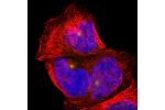 Immunofluorescent staining of human cell line A-431 shows localization to microtubule organizing center.