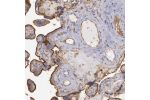 Immunohistochemical staining of human placenta shows strong membranous positivity in trophoblastic cells.