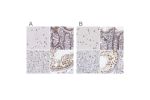 Immunohistochemical staining of human cerebral cortex, colon, liver and testis using Anti-DGCR14 antibody HPA001222 (A) shows similar protein distribution across tissues to independent antibody HPA001221 (B).
