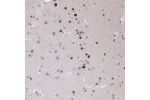 Immunohistochemical staining of human cerebral cortex shows moderate to strong nuclear positivity in neurons.
