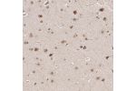 Immunohistochemical staining of human cerebral cortex shows moderate to strong nuclear positivity in neurons.