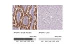 Immunohistochemistry analysis in human small intestine and liver tissues using HPA001352 antibody. Corresponding APOA4 RNA-seq data are presented for the same tissues.