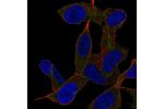 Immunofluorescent staining of human cell line SH-SY5Y shows localization to plasma membrane.