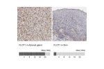 Immunohistochemistry analysis in human adrenal gland and skin tissues using HPA001393 antibody. Corresponding FLOT1 RNA-seq data are presented for the same tissues.