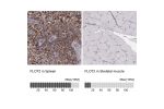 Immunohistochemistry analysis in human spleen and skeletal muscle tissues using Anti-FLOT2 antibody. Corresponding FLOT2 RNA-seq data are presented for the same tissues.
