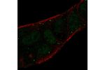 Immunofluorescent staining of human cell line RT4 shows localization to nucleoplasm & vesicles.