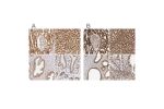 Immunohistochemical staining of human kidney, liver, prostate and small intestine using Anti-ATP5B antibody HPA001520 (A) shows similar protein distribution across tissues to independent antibody HPA001528 (B).
