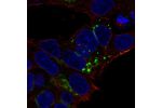 Immunofluorescent staining of human cell line Hep G2 shows localization to the Golgi apparatus.