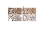 Immunohistochemical staining of human kidney, liver, prostate and small intestine using Anti-ATP5B antibody HPA001528 (A) shows similar protein distribution across tissues to independent antibody HPA001520 (B).