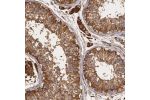 Immunohistochemical staining of human testis shows strong cytoplasmic positivity in cells in seminiferus ducts and Leydig cells.