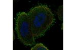Immunofluorescent staining of human cell line PC-3 shows localization to plasma membrane.