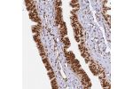 Immunohistochemical staining of human Fallopian tube shows strong nuclear positivity in glandular cells.