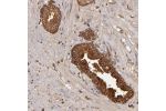 Immunohistochemical staining of human prostate shows strong cytoplasmic positivity in glandular cells.