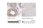 Immunohistochemistry analysis in human testis and skeletal muscle tissues using Anti-DIABLO antibody. Corresponding DIABLO RNA-seq data are presented for the same tissues.