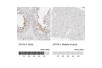 Immunohistochemistry analysis in human testis and skeletal muscle tissues using Anti-STAT4 antibody. Corresponding STAT4 RNA-seq data are presented for the same tissues.