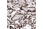 Immunohistochemical staining of human placenta shows strong cytoplasmic positivity in trophoblastic cells.