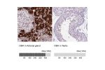 Immunohistochemistry analysis in human adrenal gland and testis tissues using HPA002130 antibody. Corresponding DBH RNA-seq data are presented for the same tissues.