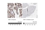 Immunohistochemistry analysis in human placenta and skeletal muscle tissues using Anti-SND1 antibody. Corresponding SND1 RNA-seq data are presented for the same tissues.