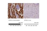 Immunohistochemistry analysis in human small intestine and liver tissues using Anti-APOA4 antibody. Corresponding APOA4 RNA-seq data are presented for the same tissues.