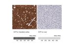 Immunohistochemistry analysis in human cerebral cortex and liver tissues using HPA002858 antibody. Corresponding SYP RNA-seq data are presented for the same tissues.