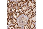 Immunohistochemical staining of human kidney shows moderate to strong granular cytoplasmic positivity in cells in tubules.