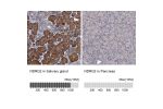 Immunohistochemistry analysis in human salivary gland and pancreas tissues using HPA002896 antibody. Corresponding NDRG2 RNA-seq data are presented for the same tissues.