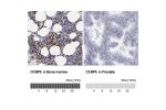 Immunohistochemistry analysis in human bone marrow and cerebral cortex tissues using Anti-CEBPE antibody. Corresponding CEBPE RNA-seq data are presented for the same tissues.