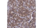 Immunohistochemical staining of human pancreas shows strong cytoplasmic positivity in granular pattern in exocrine glandular cells.