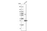 Western blot analysis in human cell line U-87 MG.
