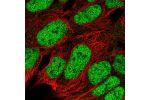 Immunofluorescent staining of human cell line HEK 293 shows localization to nucleoplasm.