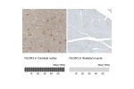 Immunohistochemistry analysis in human cerebral cortex and skeletal muscle tissues using HPA003183 antibody. Corresponding NLGN3 RNA-seq data are presented for the same tissues.