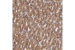 Immunohistochemical staining of human stomach shows strong cytoplasmic positivity, with a granular pattern, in glandular cells.
