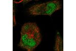 Immunofluorescent staining of human cell line HeLa shows localization to nucleus.