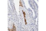 Immunohistochemical staining of human fallopian tube shows moderate to strong positivity in plasma.