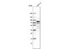 Western blot analysis in human cell line MOLT-4.
