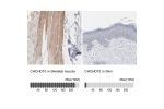 Immunohistochemistry analysis in human skeletal muscle and skin tissues using HPA003440 antibody. Corresponding CHCHD10 RNA-seq data are presented for the same tissues.