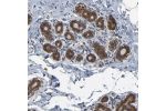 Immunohistochemical staining of human breast shows cytoplasmic and nuclear positivity in glandular cells.