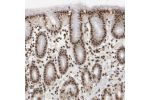 Immunohistochemical staining of human stomach shows strong nuclear positivity in glandular cells.