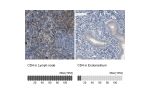 Immunohistochemistry analysis in human lymph node and endometrium tissues using HPA004252 antibody. Corresponding CD4 RNA-seq data are presented for the same tissues.