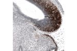 Immunohistochemical staining of mouse embryo E14 shows strong nuclear positivity in neuronal cells in developing brain stem and cerebellum.