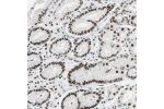 Immunohistochemical staining of human stomach shows strong nuclear positivity in glandular cells.