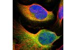 Immunofluorescent staining of human cell line U-2 OS shows localization to cytosol.