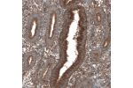 Immunohistochemical staining of human endometrium shows positivit in glandular cells.