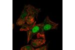 Immunofluorescent staining of human cell line Hep G2 shows localization to nucleus.