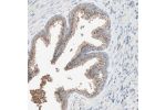 Immunohistochemical staining of human prostate shows strong cytoplasmic granular positivity in glandular cells.