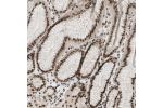 Immunohistochemical staining of human stomach shows strong nuclear positivity in glandular cells.