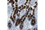 Immunohistochemical staining of human small intestine shows strong positivity in mucus in goblet cells.